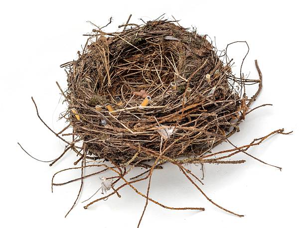 istock Ecology, a bird's nest with cigarette butts 539474240
