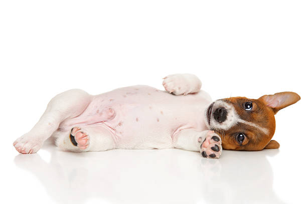 istock Jack Russell Terrier puppy on white 539474416