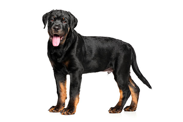 istock Rottweiler puppy on white background 539474522