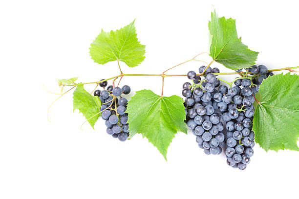 istock Bunch of red grapes 539474594