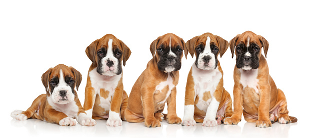 Five two months old puppies of German Boxer in front of the white background