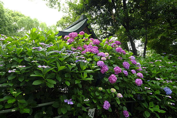 istock Hydrangea, Fushimi, Kyoto, Japan 539475470