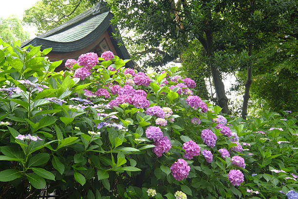 istock Hydrangea, Fushimi, Kyoto, Japan 539475802