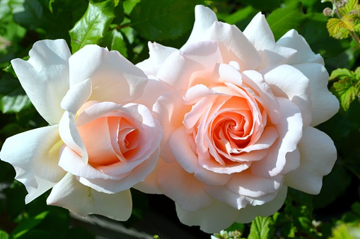Two beautiful historic English roses close up.