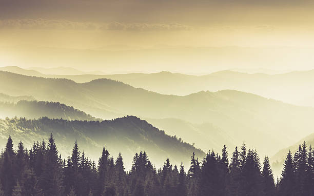 istock Landscape of misty mountain in forest hills. 539476704