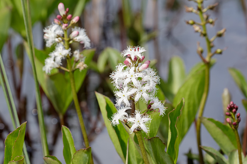 Bogbean (Menyanthes trifoliata ) in flower.