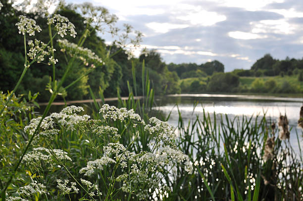 istock Rural pond at sunset in summer 539478862
