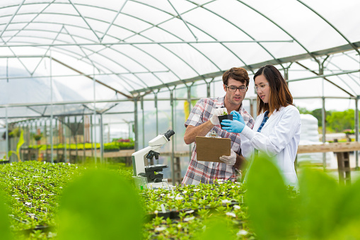 Handsome young adult male and asian female scientist. They are studying plants inside of a greenhouse. They have their equipment with them, Their microscope and test tubes for samples. Plant leaves in the foreground.