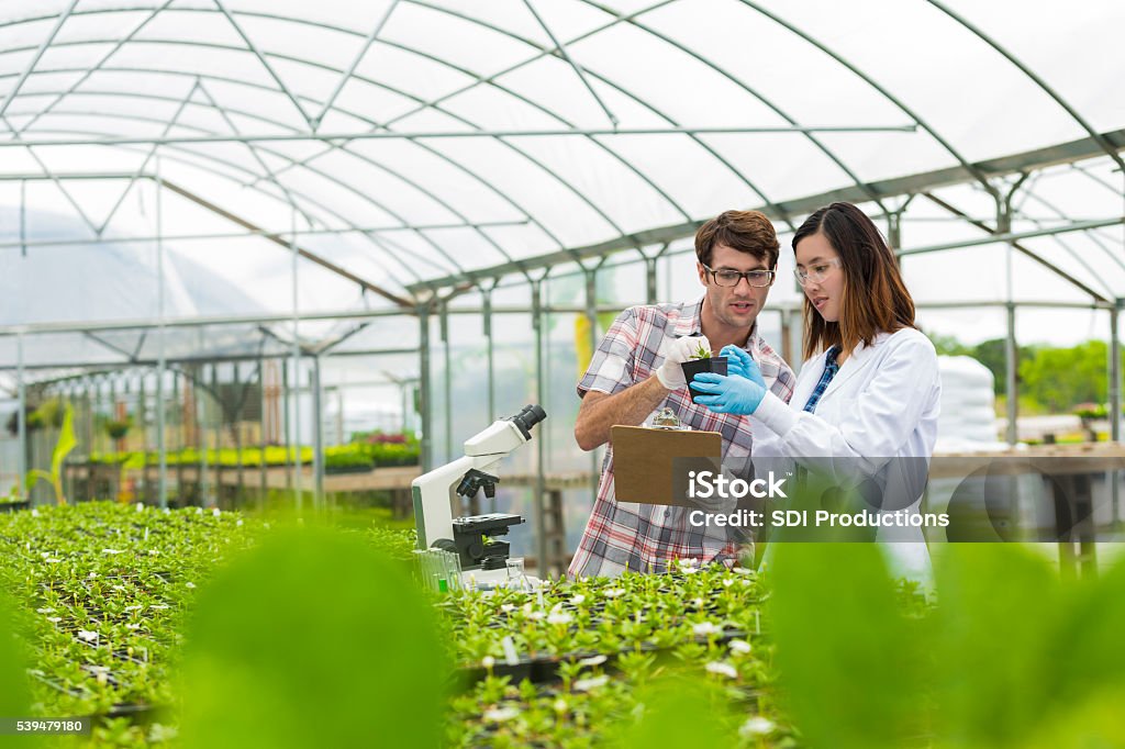 Biologists working together in a greenhouse Handsome young adult male and asian female scientist. They are studying plants inside of a greenhouse. They have their equipment with them, Their microscope and test tubes for samples. Plant leaves in the foreground. Agriculture Stock Photo