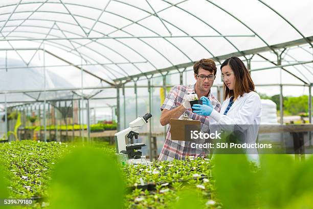 Biologists Working Together In A Greenhouse Stock Photo - Download Image Now - Agriculture, Environment, Student
