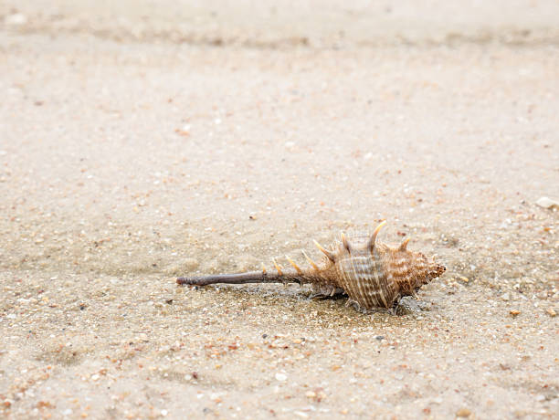 istock STOUT-SPINE MUREX on sand sea background 539479246