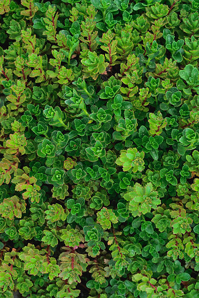sempervivum soboliferum. suculento. fondo natural verde - soboliferum fotografías e imágenes de stock
