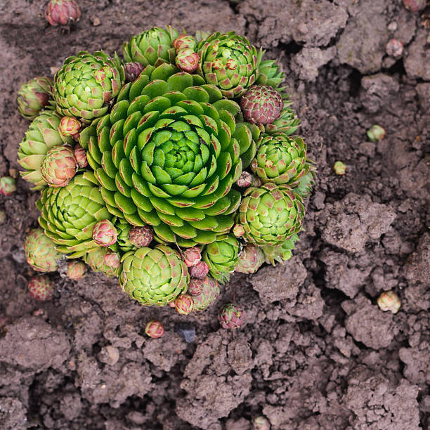 sempervivum soboliferum. succulent. vert sur le sol, fond naturel - soboliferum photos et images de collection