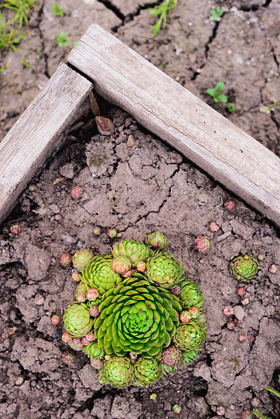 sempervivum soboliferum. suculento. verde en el suelo, fondo natural - soboliferum fotografías e imágenes de stock