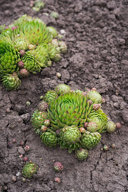 sempervivum soboliferum. suculento. verde en el suelo, fondo natural - soboliferum fotografías e imágenes de stock