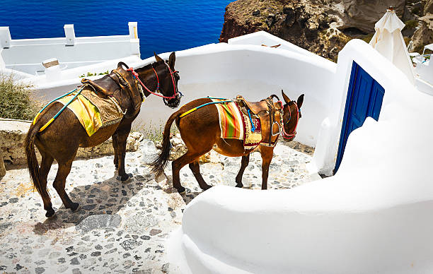istock In the streets of Oia 539481198