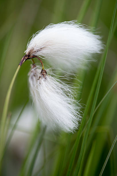 общие хлопок трава - cotton grass стоковые фото и изображения