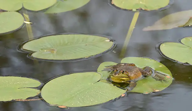 Bull Frog Sitting on a Lily Pad 
