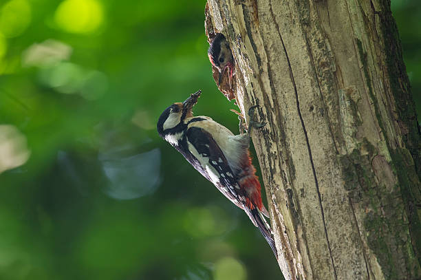 istock Great Spotted Woodpecker at nest 539481860