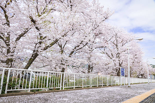 Sakura platform stock photo