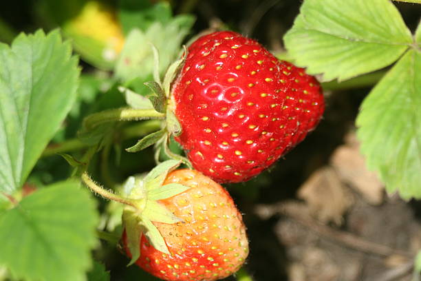 istock Strawberry in the fruit garden 539483070