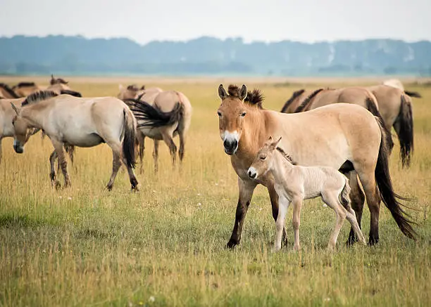 Wild horses in the Hungarian  moorland