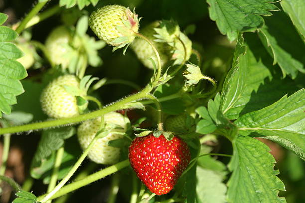 istock Strawberry in the fruit garden 539483200