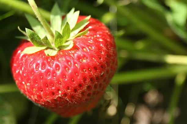 istock Strawberry in the fruit garden 539483250