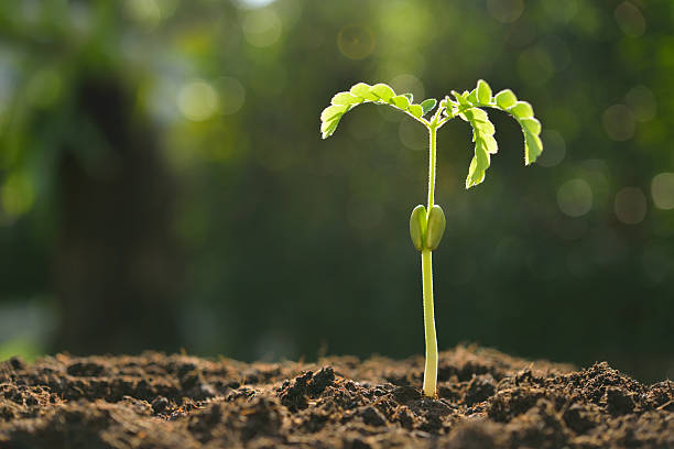 istock Young plant in the morning 539484080
