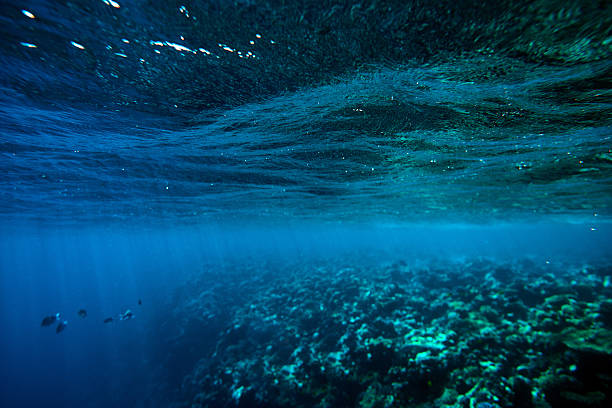 istock amazing underwater sea life 539640574