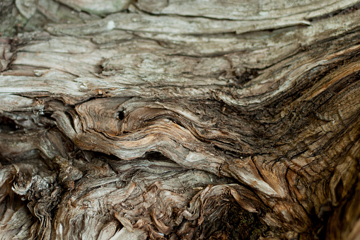 juniper bark texture closeup