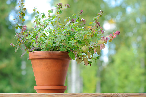 オレガノのクレイポット - oregano herb garden herb gardens ストックフォトと画像