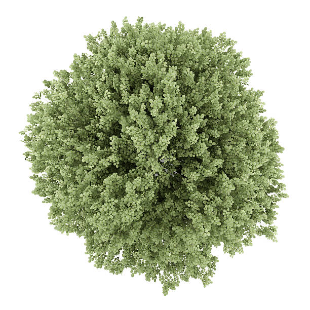 istock top view of common hazel tree isolated on white background 539641174