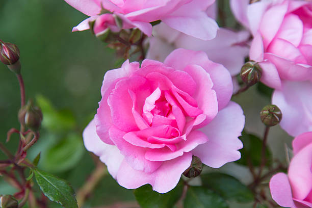 istock Beautiful pink rose in a garden 539641480