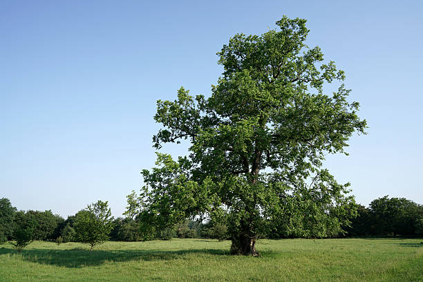 Elm in a Park stock photo