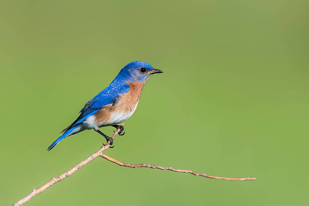 istock Eastern Bluebird, Sialia sialis, male bird perching 539641850