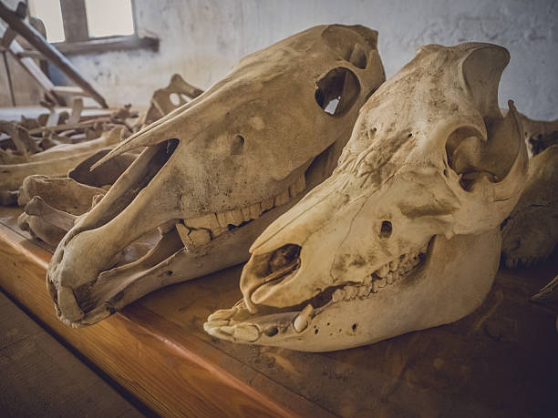 istock Farm animal skulls 539642064