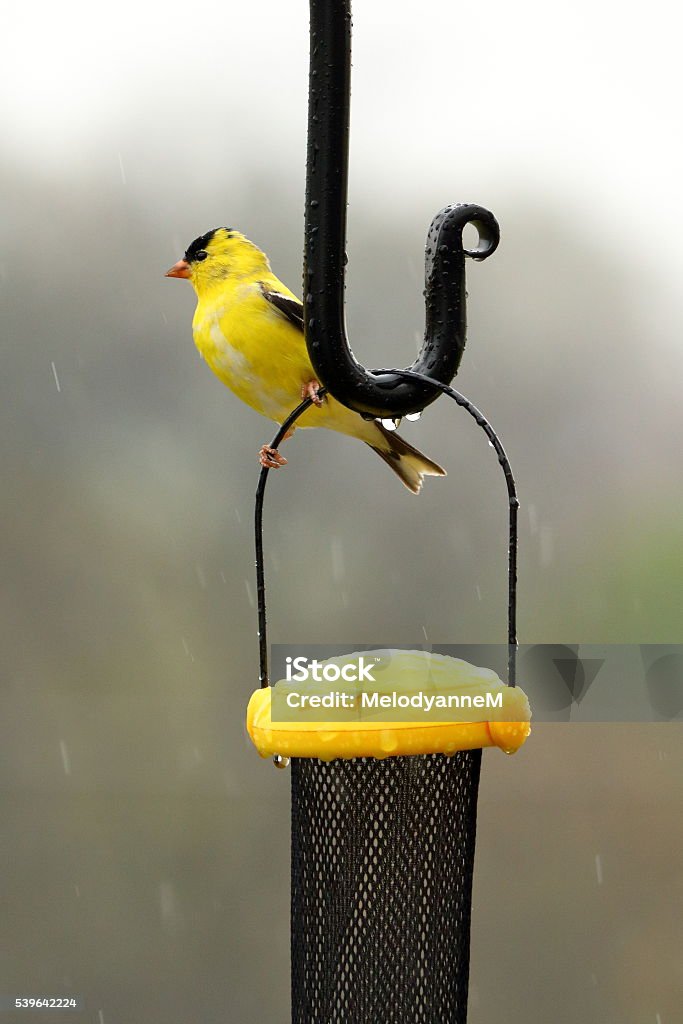 Goldfinch in the Rain A male Goldfinch perches on the thistle seed feeder on a rainy day. Bird Stock Photo