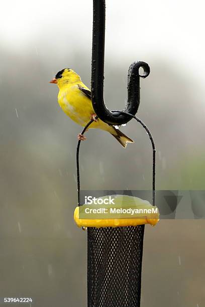 Goldfinch In The Rain Stock Photo - Download Image Now - Bird, Feeding, Gold Finch