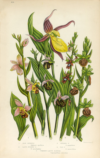 Very Rare, Beautifully Illustrated Antique Engraved Orchid, Ophrys, Bee Ophrys, Lady’s Slipper Victorian Botanical Illustration, from The Flowering Plants and Ferns of Great Britain, Published in 1846. Copyright has expired on this artwork. Digitally restored.