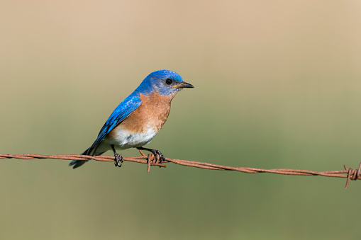 Uncommon bird. Eastern Bluebird, Sialia sialis, male bird perching on barbed wire.