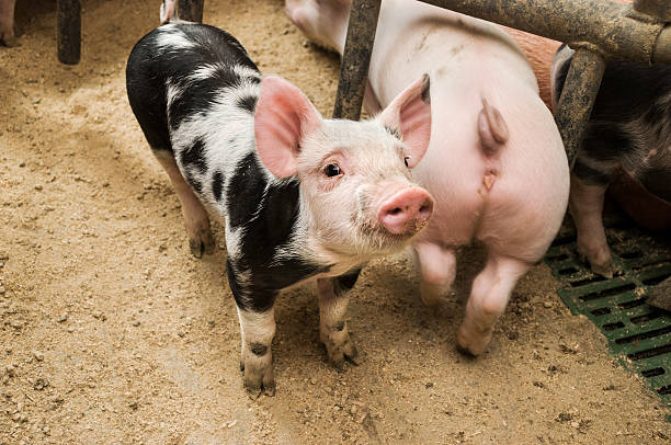 istock Curious piglet in pigpen 539643342