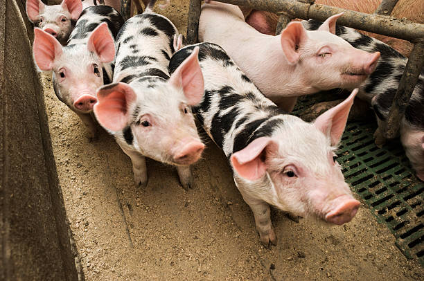 istock Group of curious piglets in pigpen 539643414
