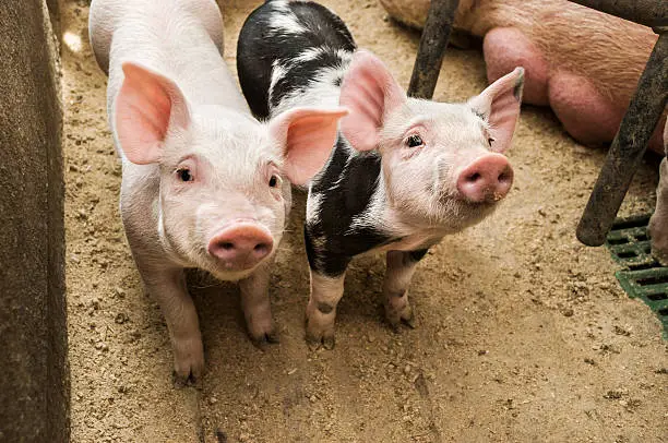 Close-up of two piglets in the pigpen. They are standing and looking curiously around in the barn. The photo was taken on a traditional farm. 