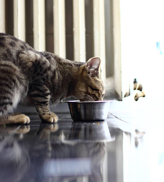 istock Cat eating his food 539643688