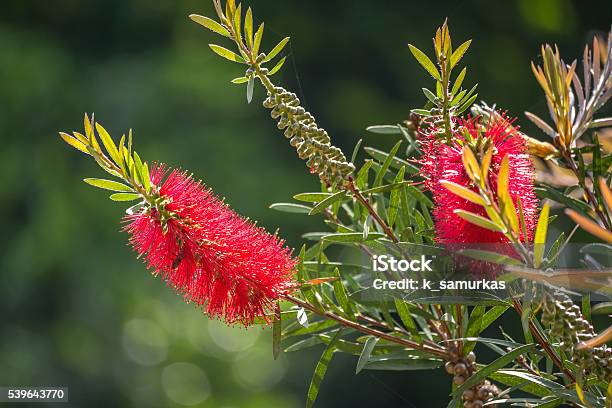 Callistemon Viminalis Red Flower Weeping Bottlebrush Stock Photo - Download Image Now