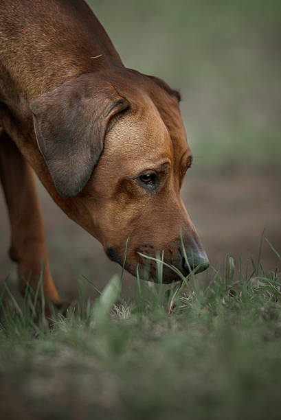 istock Beautiful dog rhodesian ridgeback hound outdoors 539643994