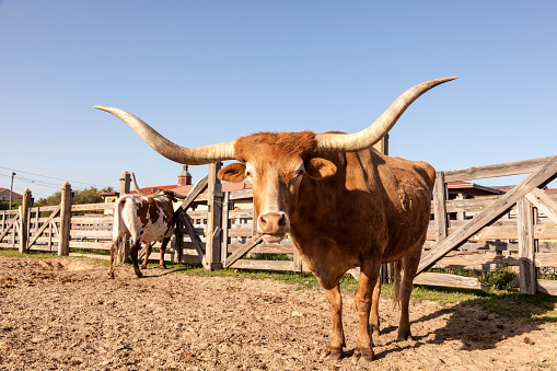 Longhorn cattle in Fort Worth Stockyards. Texas, United States