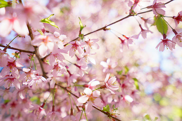 istock Fantastic cherry blossom in the sun light 539644620