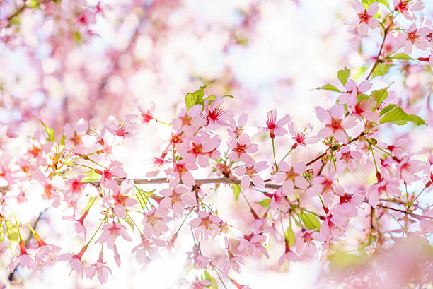 istock Fantastic cherry blossom in the sun light 539644684